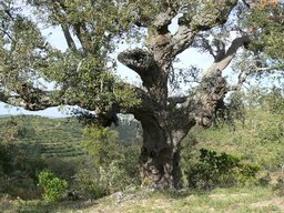 Via-Algarviana